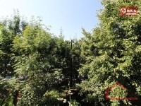 15 Pogled