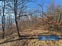 10_ dvorište, šuma